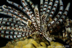 Crinoid-Chuuk Lagoon by Richard Goluch 